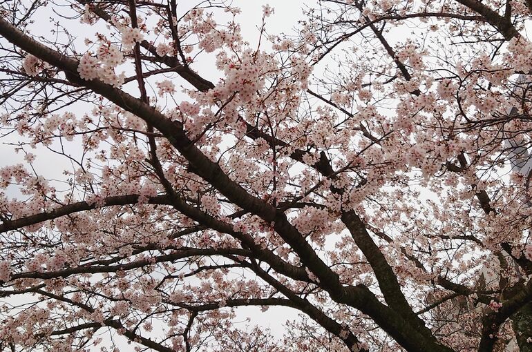 外構・エクステリア・桜