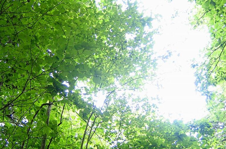 エクステリア・外構工事・植栽・シンボルツリー